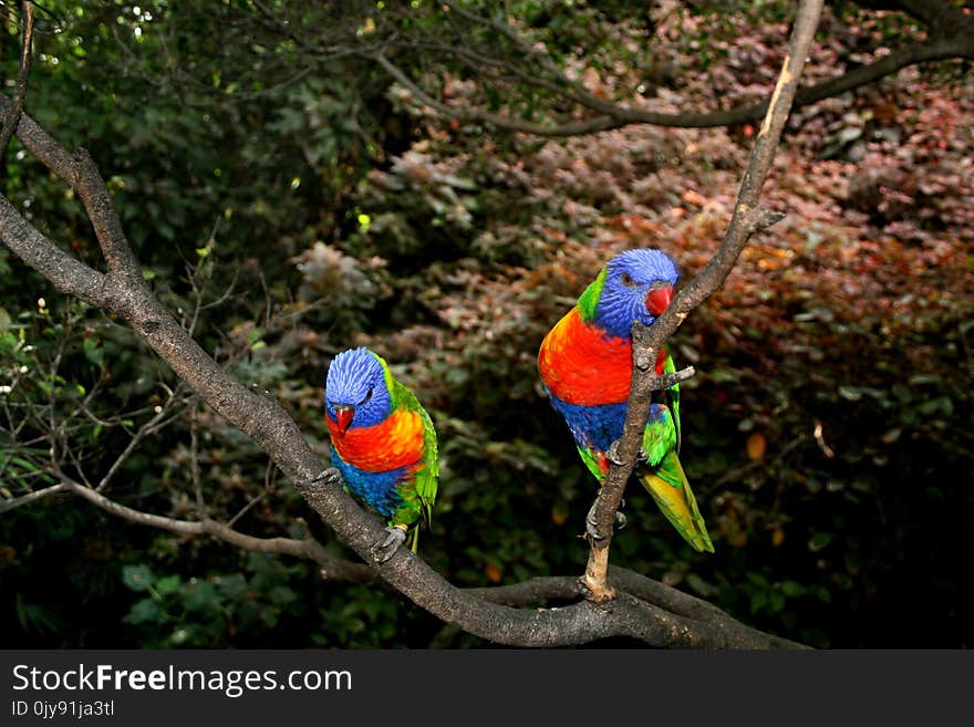 Bird, Vertebrate, Parrot, Macaw