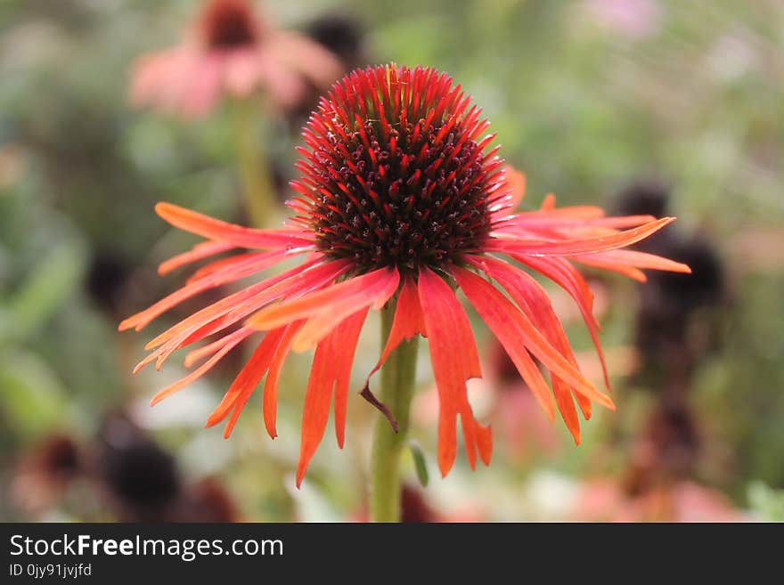 Flower, Coneflower, Flora, Plant