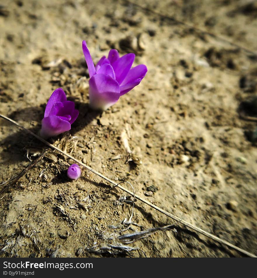 Flower, Plant, Purple, Flora