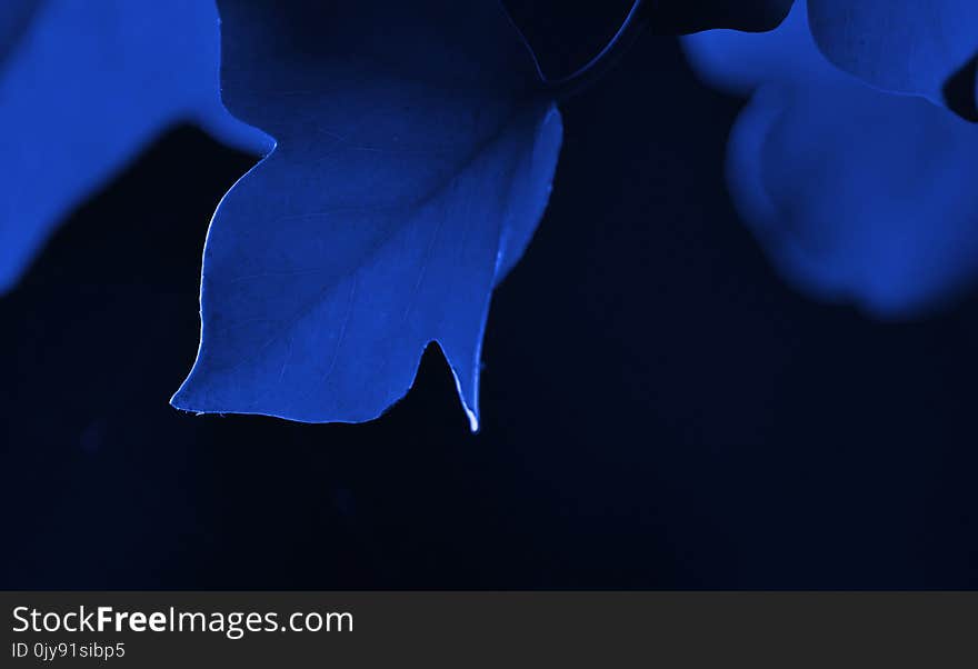 Blue, Cobalt Blue, Petal, Close Up