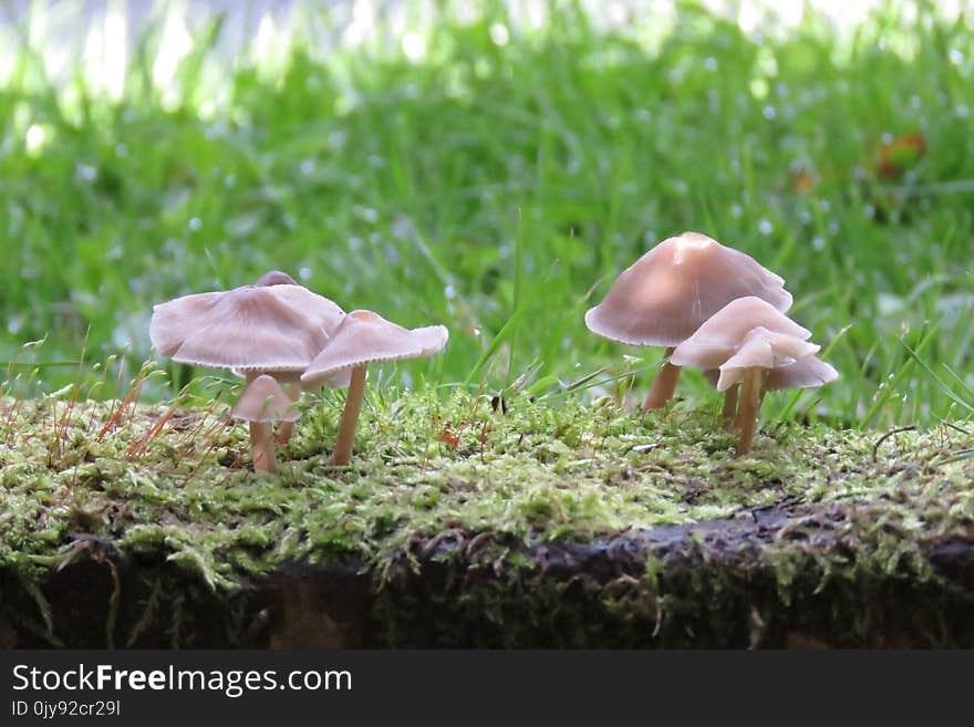 Mushroom, Fungus, Oyster Mushroom, Edible Mushroom