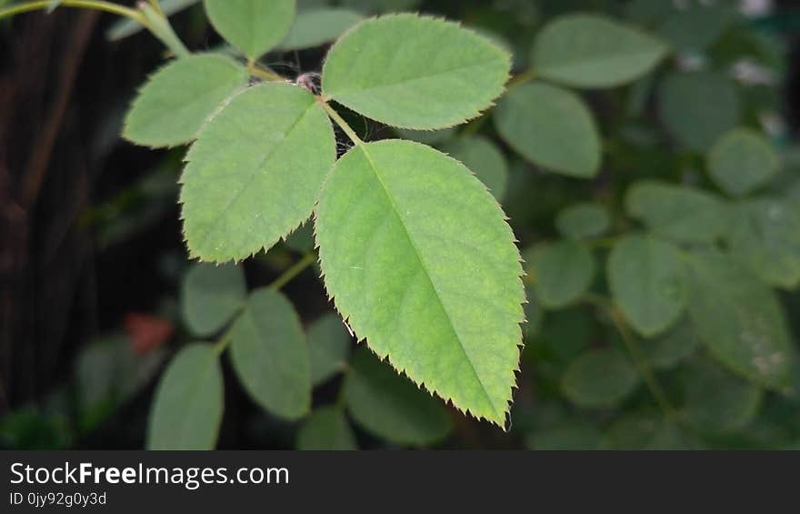 Plant, Leaf, Subshrub, Plant Stem