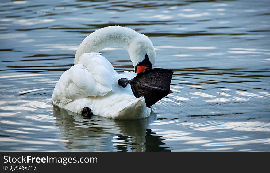 Bird, Swan, Water Bird, Ducks Geese And Swans