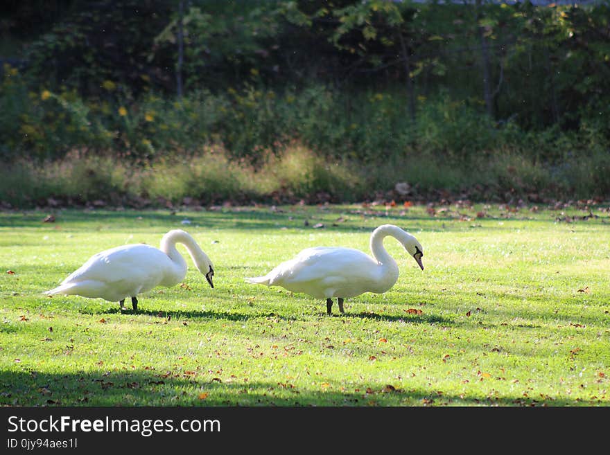 Bird, Ecosystem, Fauna, Nature Reserve