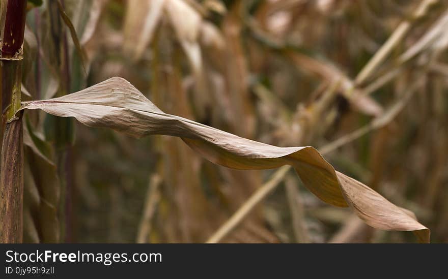 Grass Family, Flora, Branch, Grass