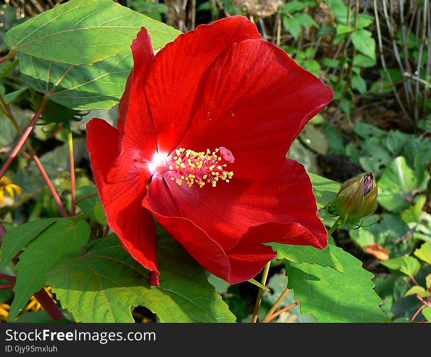 Flower, Plant, Hibiscus, Flowering Plant