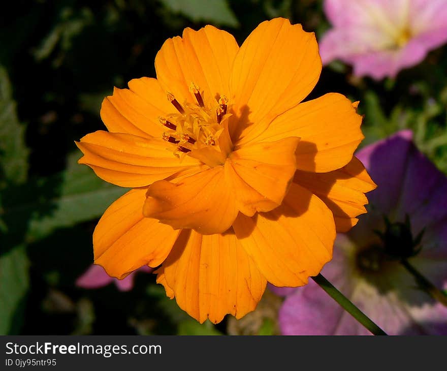 Flower, Yellow, Sulfur Cosmos, Garden Cosmos