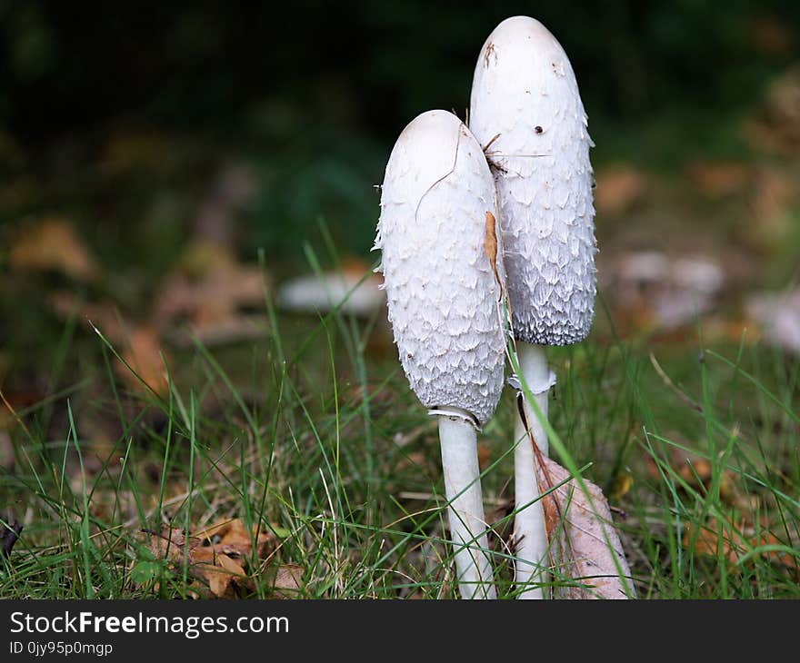 Fungus, Grass, Mushroom, Flora