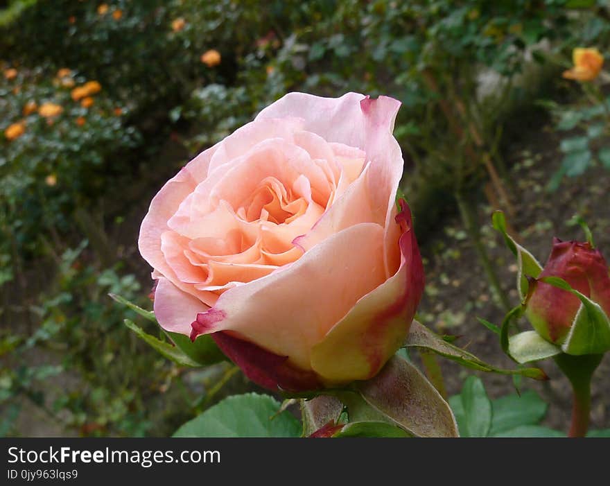 Rose, Flower, Rose Family, Pink