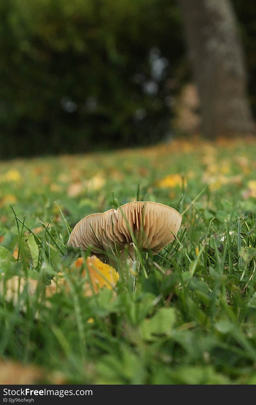 Grass, Vegetation, Mushroom, Leaf