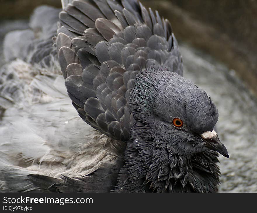 Beak, Fauna, Bird, Feather