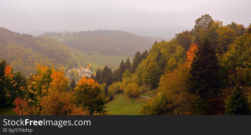 Nature, Leaf, Temperate Broadleaf And Mixed Forest, Ecosystem