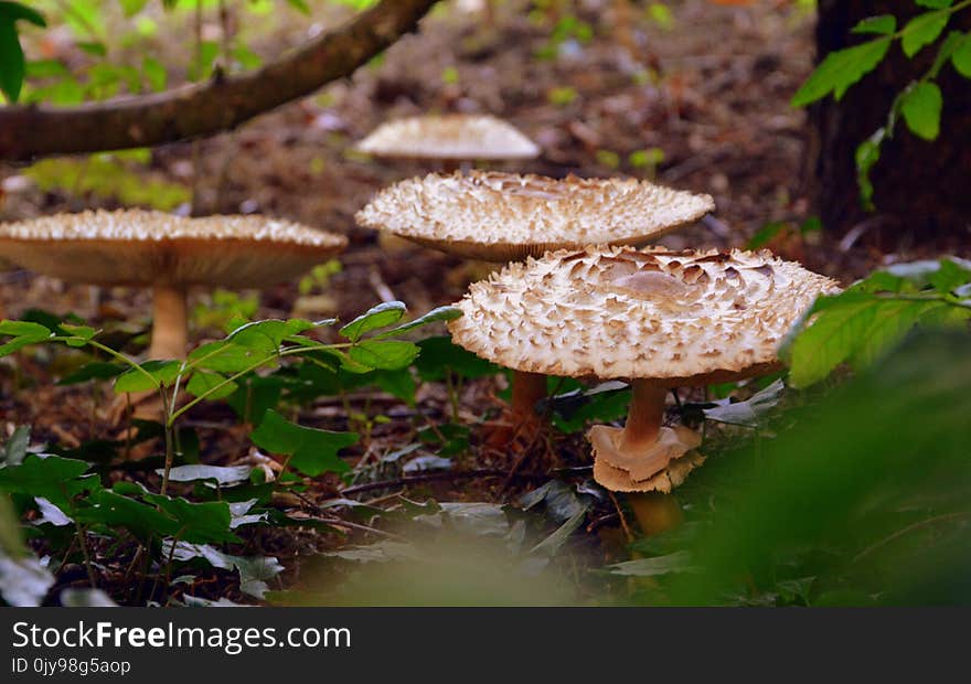 Fungus, Mushroom, Edible Mushroom, Agaricaceae