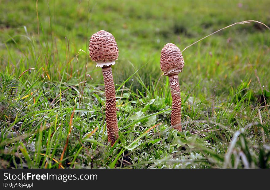 Vegetation, Fungus, Grass, Flora