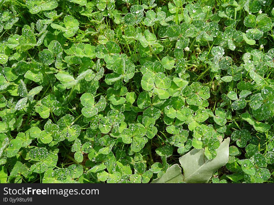 Plant, Leaf, Herb, Groundcover