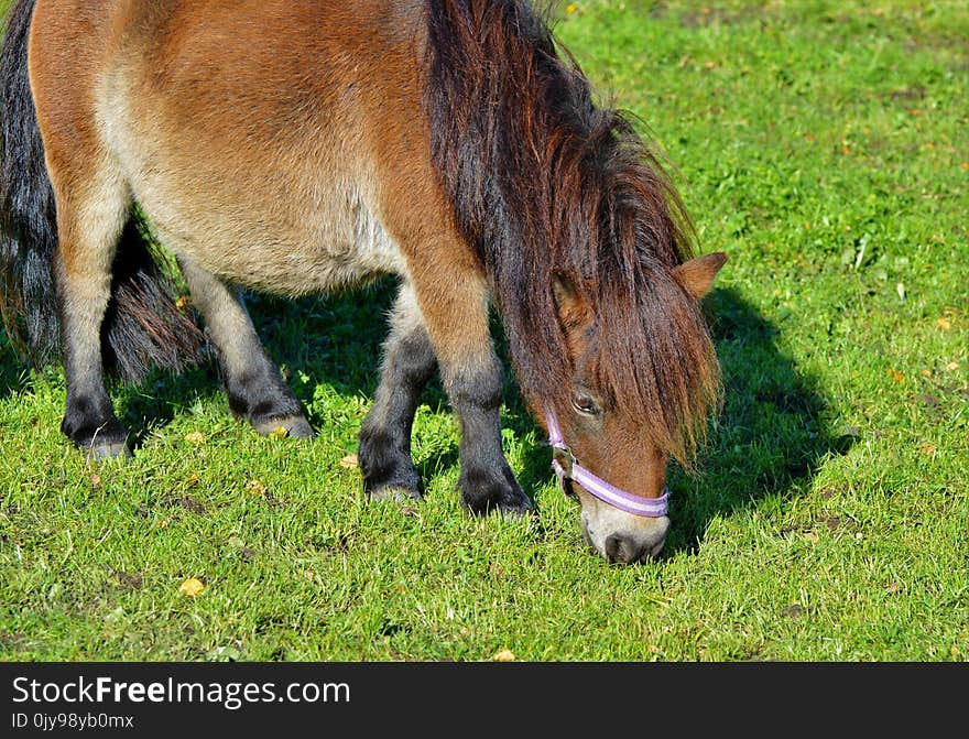 Horse, Grazing, Grass, Pasture