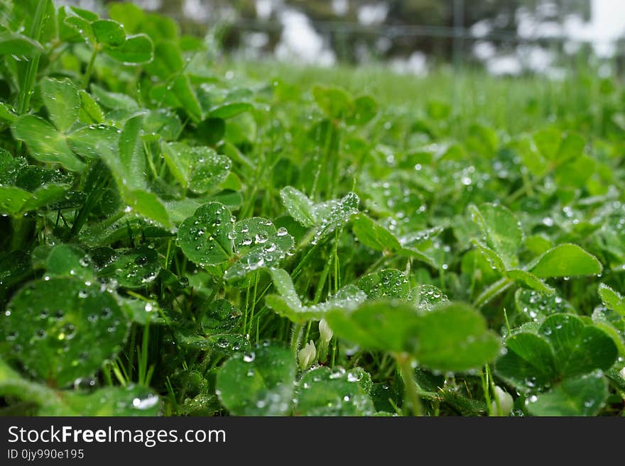 Water, Vegetation, Leaf, Plant