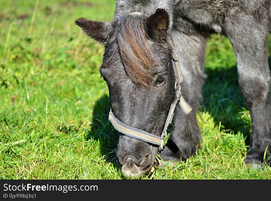 Horse, Grass, Fauna, Pasture