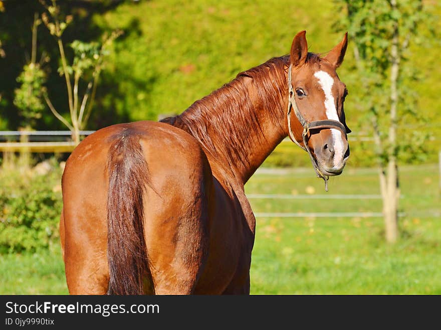 Horse, Bridle, Rein, Halter