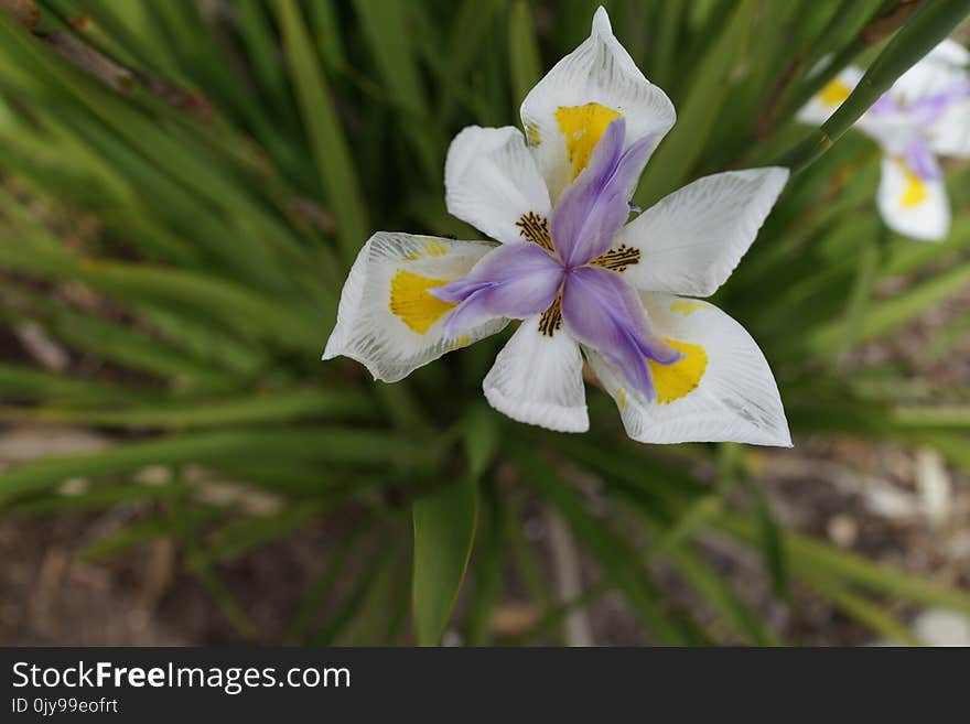 Flower, Flora, Plant, Wildflower