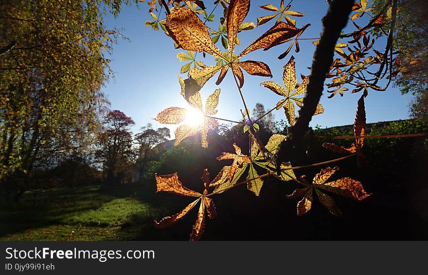 Nature, Leaf, Tree, Branch