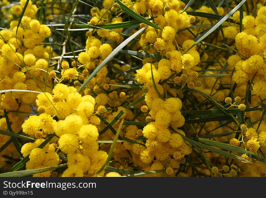 Yellow, Plant, Mimosa, Mahonia