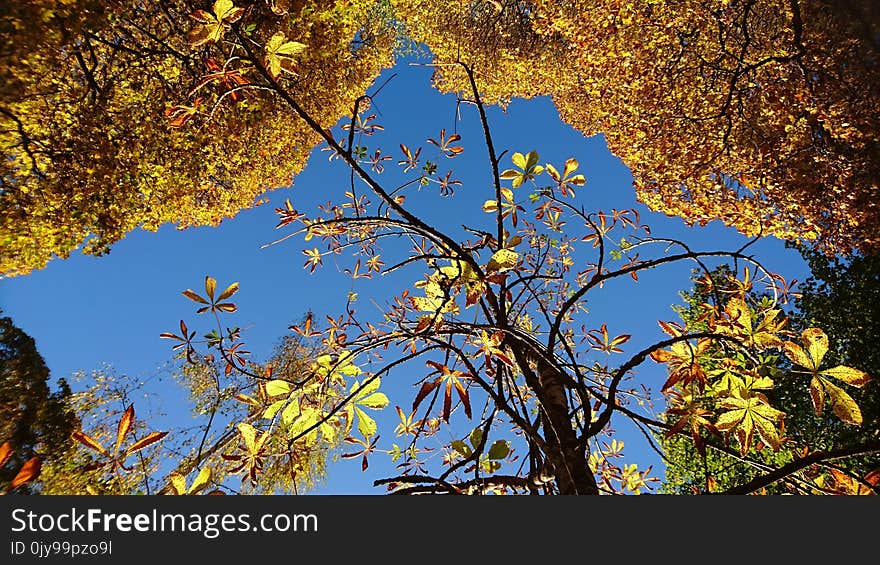 Nature, Tree, Leaf, Branch