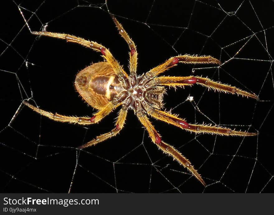 Spider, Arachnid, Orb Weaver Spider, Invertebrate