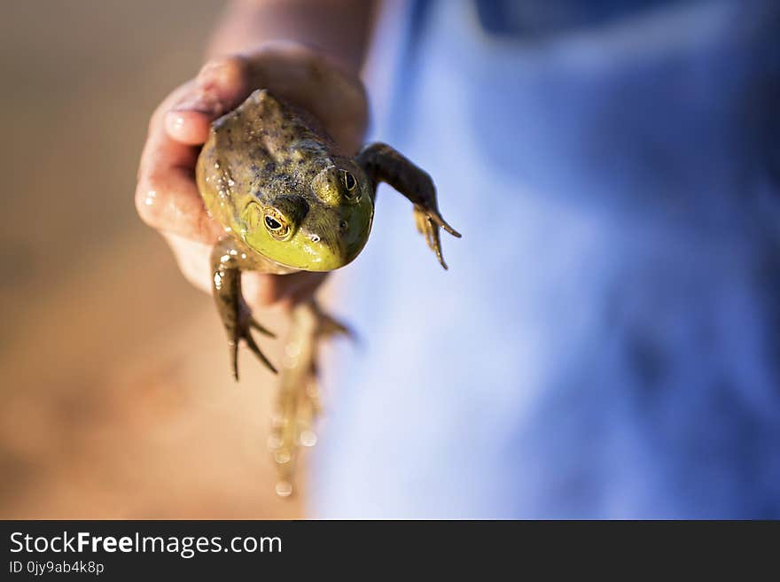 Fauna, Reptile, Lizard, Scaled Reptile