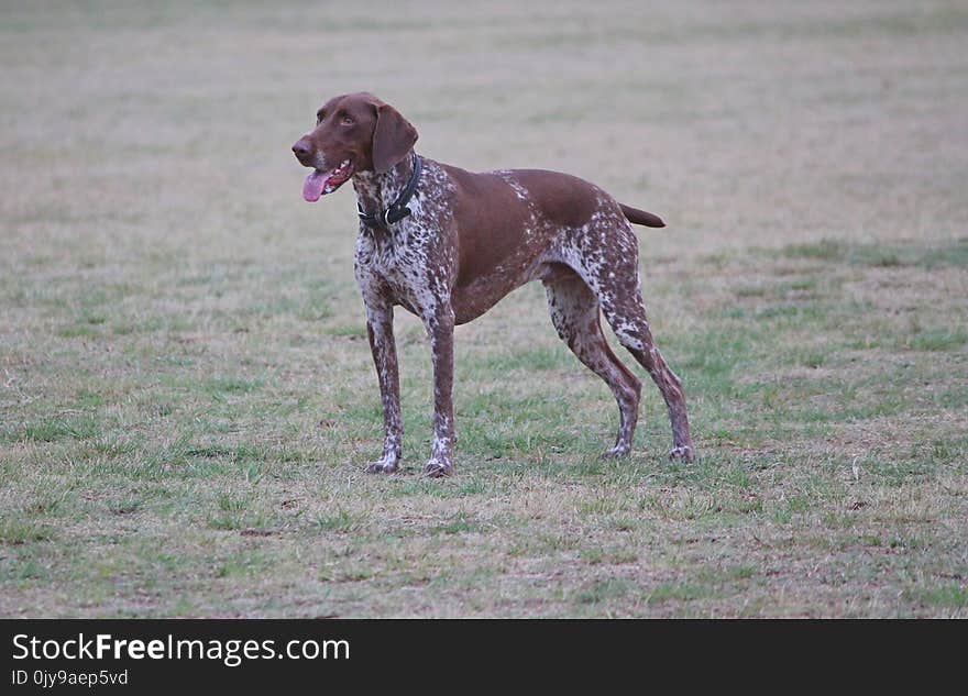 Dog, Dog Breed, Dog Like Mammal, Old Danish Pointer