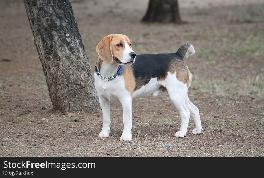 Dog, Harrier, Dog Breed, Estonian Hound