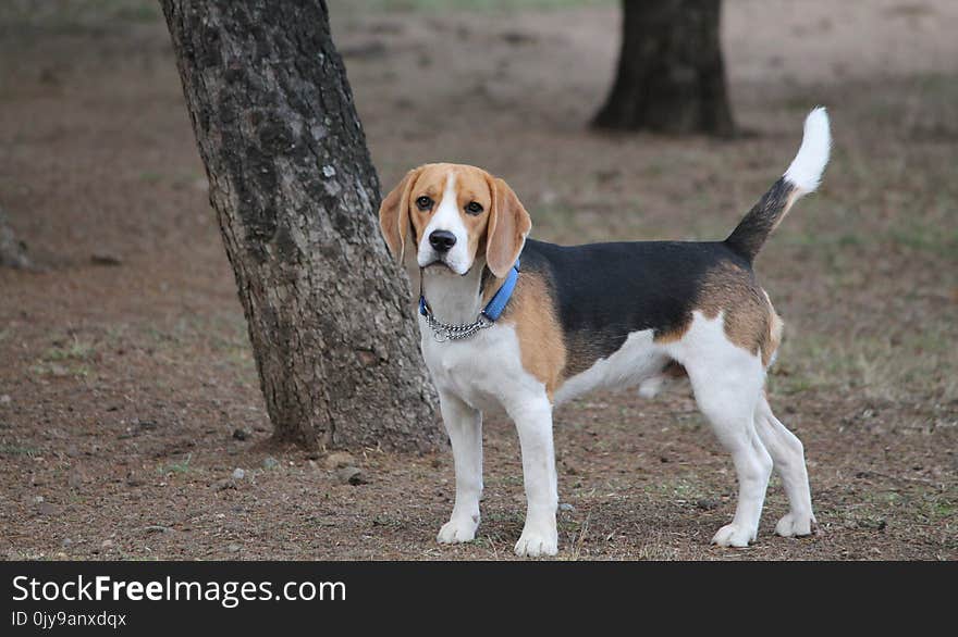 Harrier, Dog, Beagle Harrier, Estonian Hound