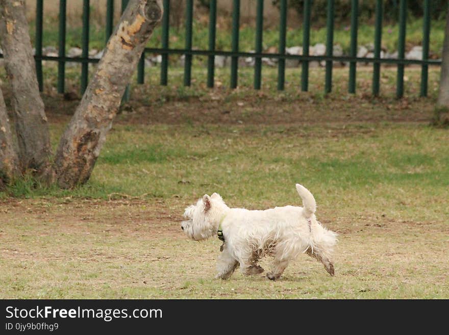 Dog Like Mammal, Dog, Dog Breed, Grass