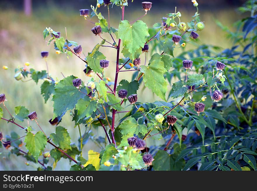 Plant, Leaf, Flora, Grapevine Family