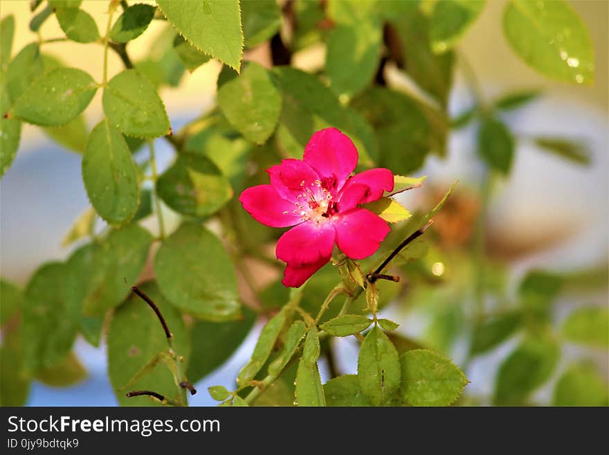 Flower, Plant, Flora, Flowering Plant