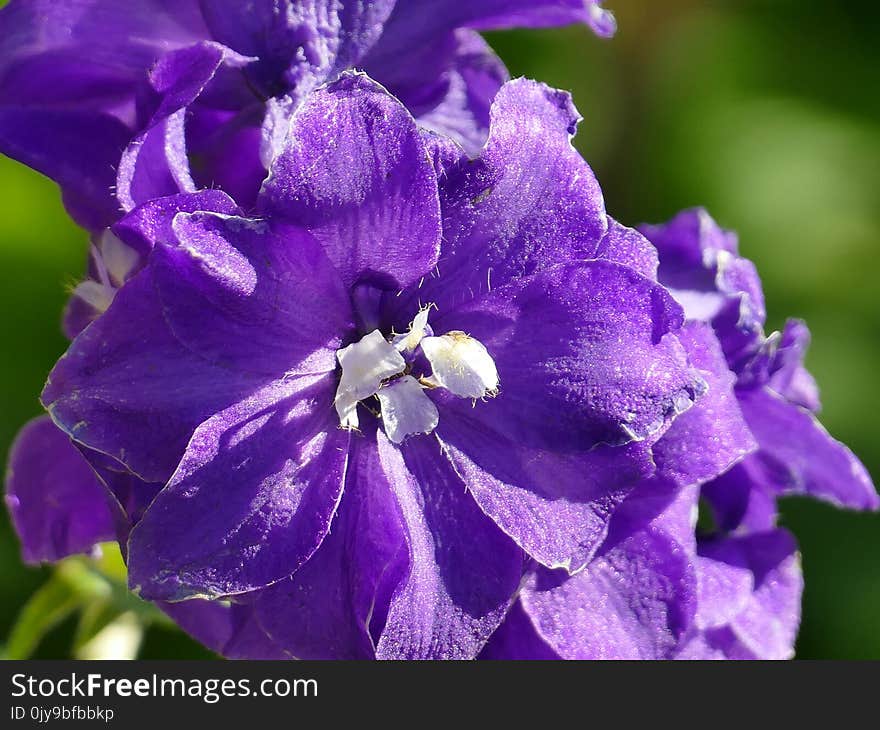 Flower, Purple, Violet, Flora