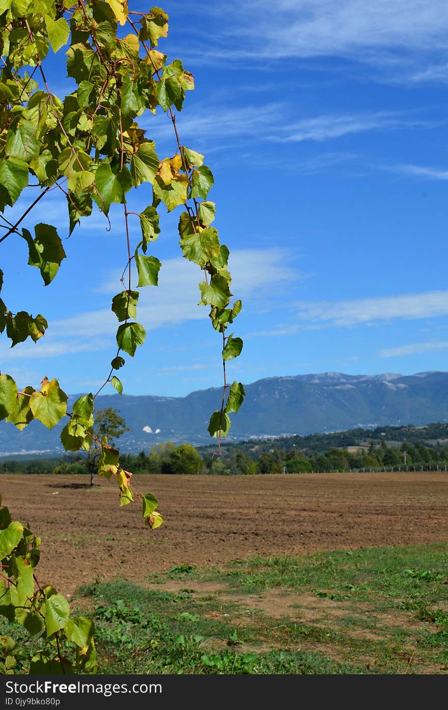 Sky, Agriculture, Tree, Field