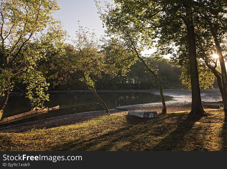 Nature, Tree, Water, Leaf