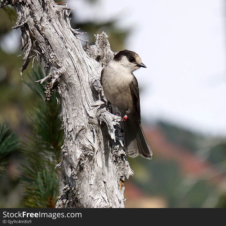 Bird, Fauna, Beak, Tree