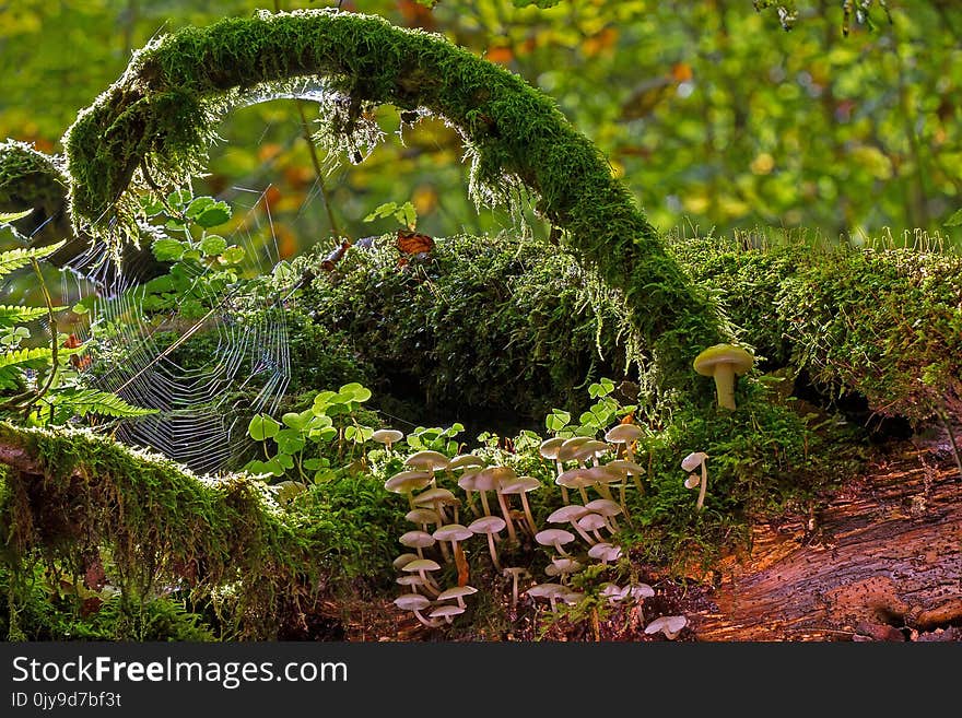 Vegetation, Nature, Plant, Flora