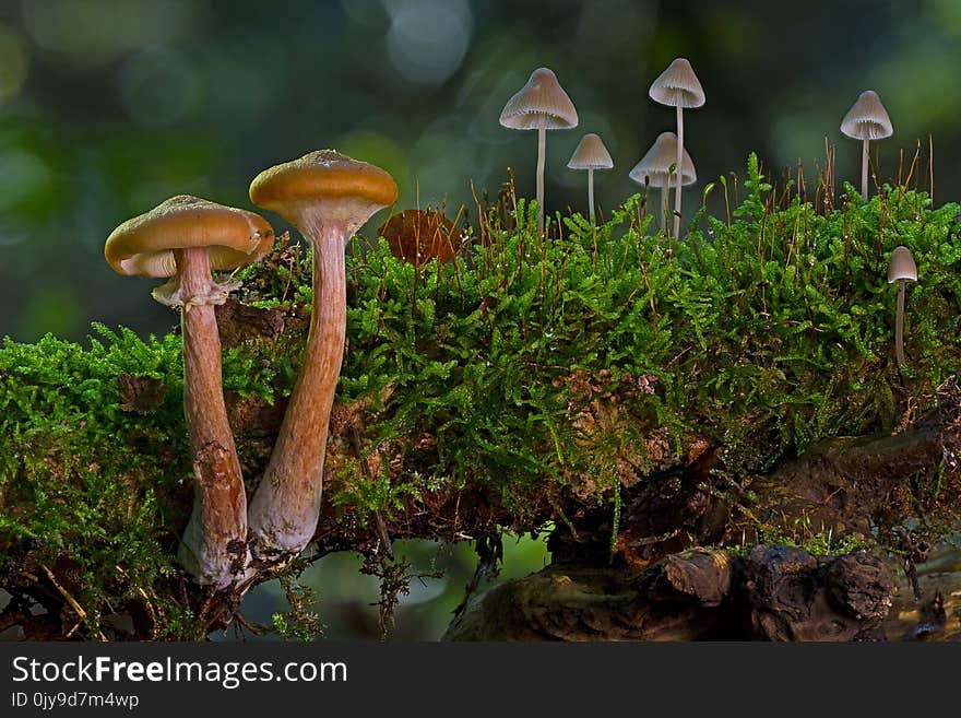 Ecosystem, Fungus, Vegetation, Mushroom