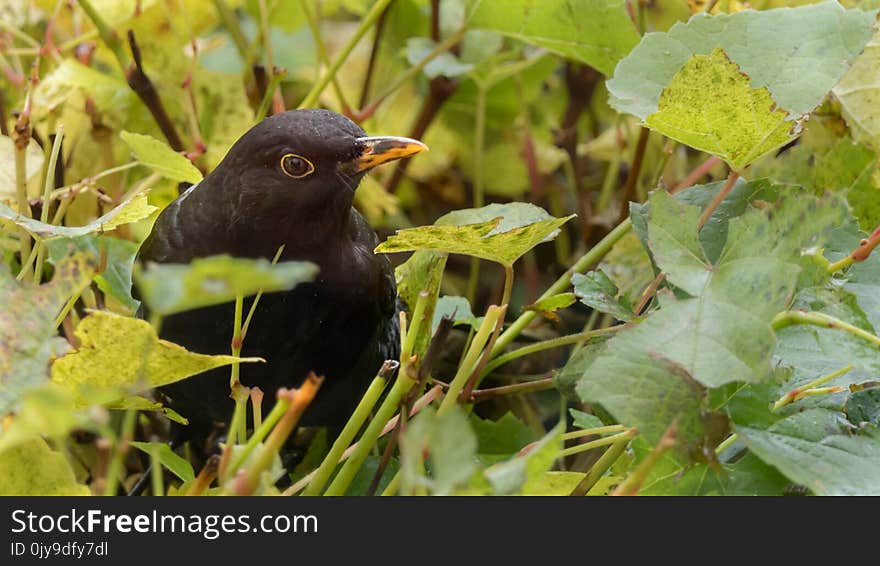 Bird, Fauna, Blackbird, Beak