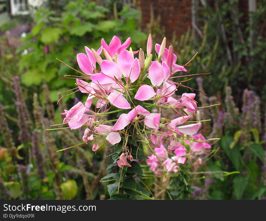 Plant, Flower, Flora, Flowering Plant