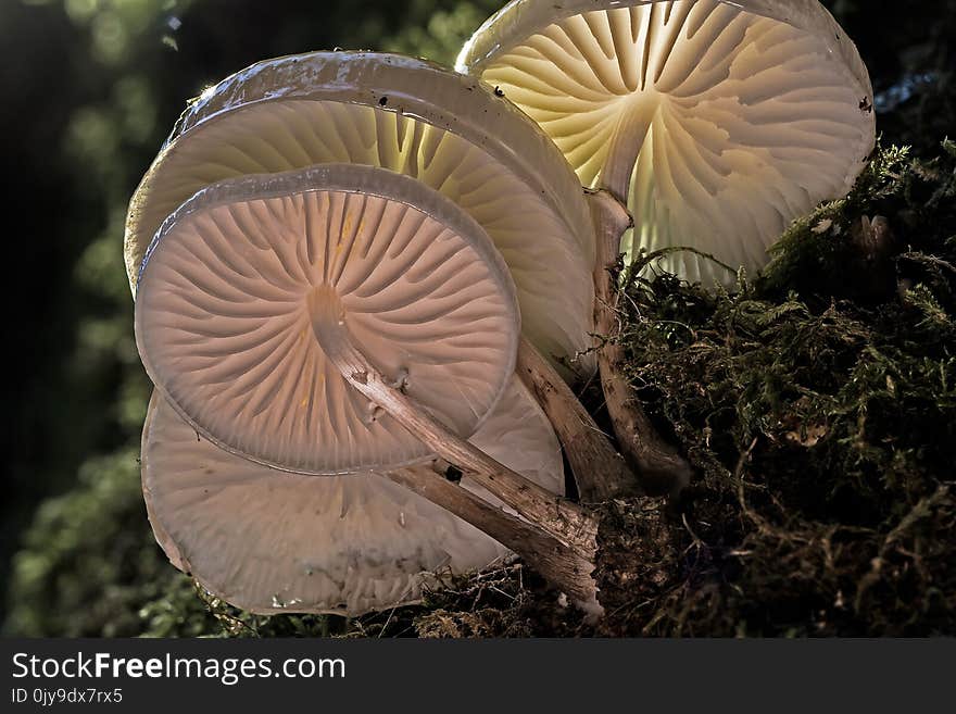 Agaricaceae, Agaricus, Agaricomycetes, Fungus