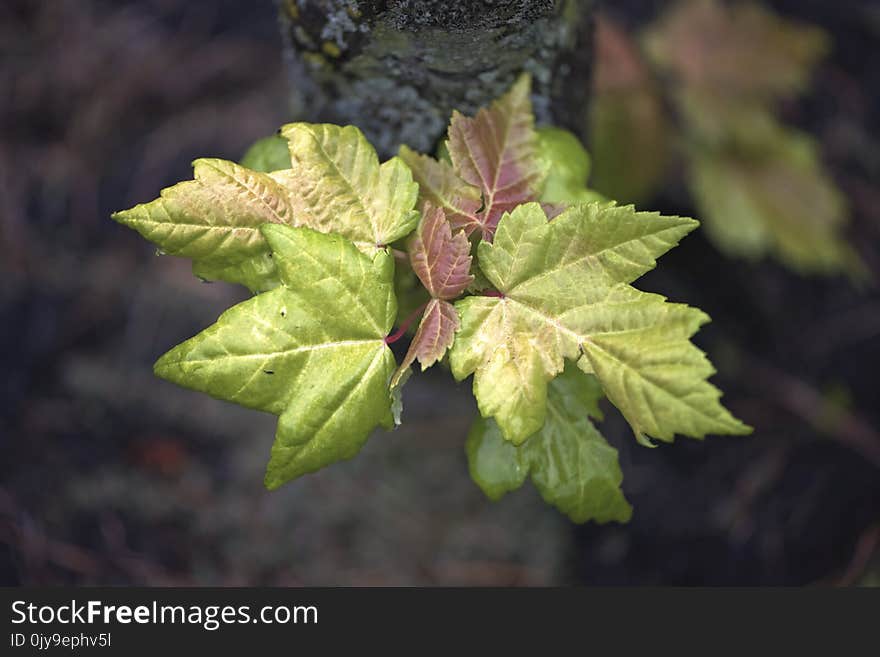 Leaf, Plant, Flora, Tree