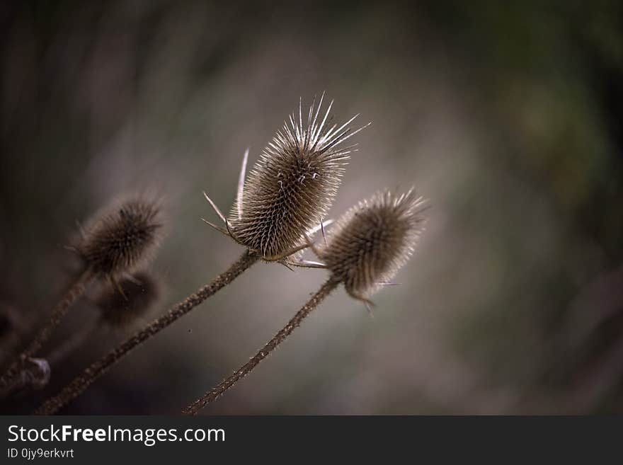 Flora, Flower, Close Up, Macro Photography