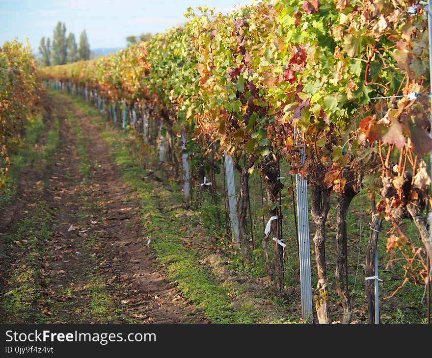 Agriculture, Vineyard, Tree, Grapevine Family