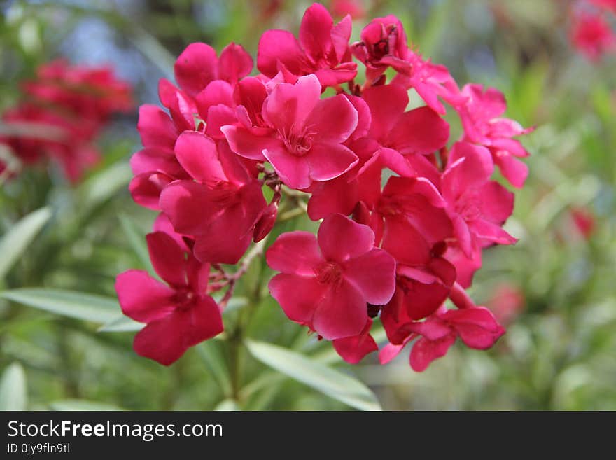 Flower, Plant, Pink, Flowering Plant