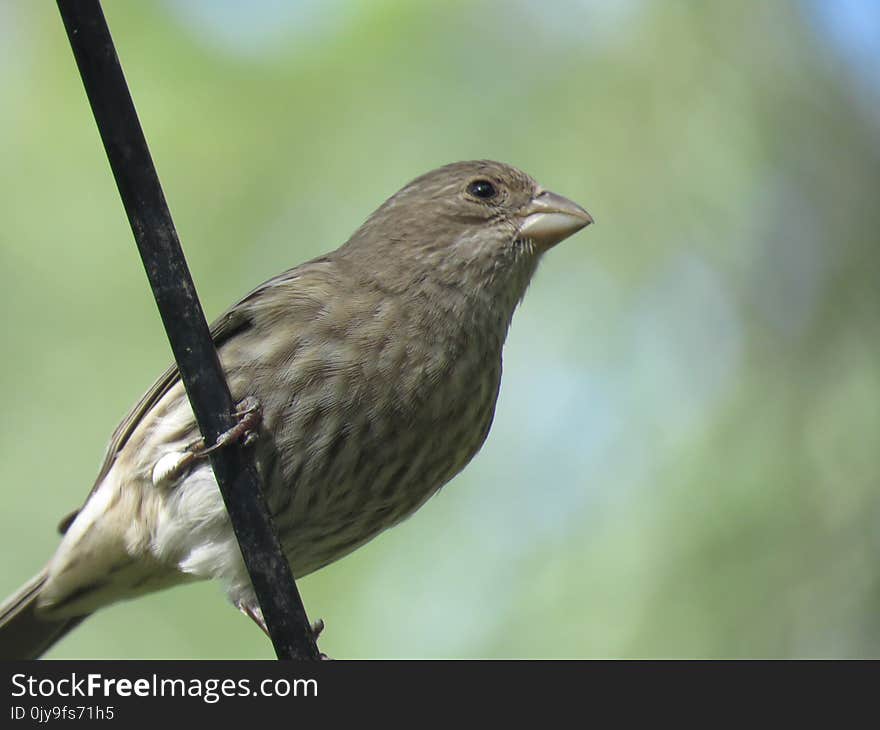 Bird, House Finch, Beak, Fauna