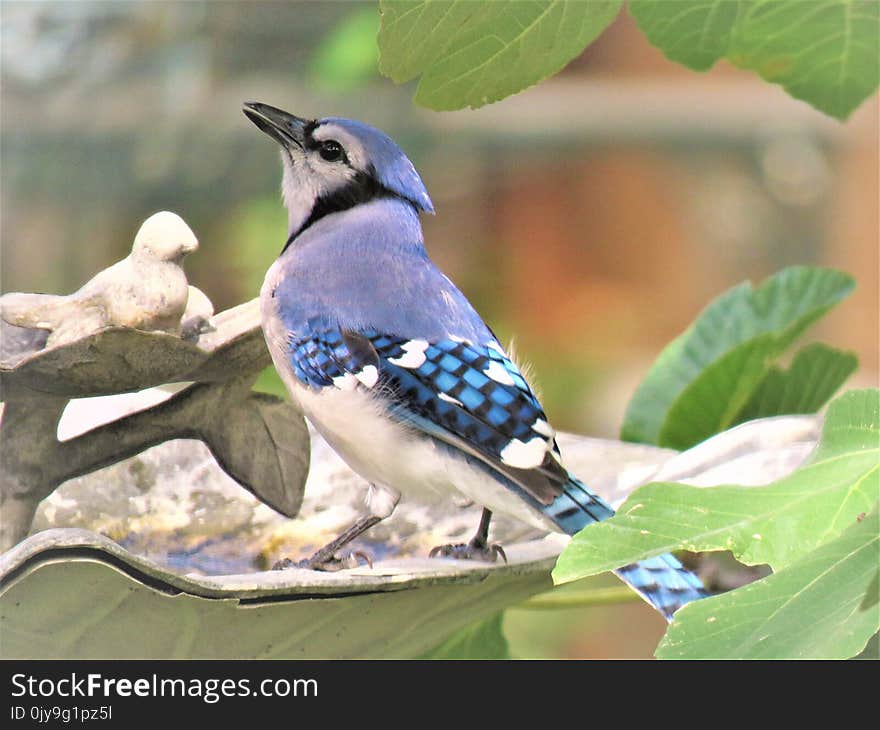 Bird, Fauna, Blue Jay, Jay